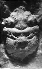 Historisches Foto von Planoprosopon hystricosus (Schweitzer & Feldmann, 2009) (NHMW-AFW-GEO-BACHMAYER-FOTO-1990-0041-4917)